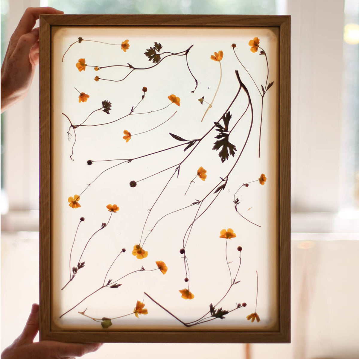 HERBARIA Lightbox
