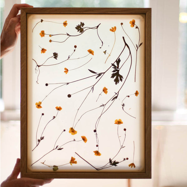 HERBARIA Lightbox