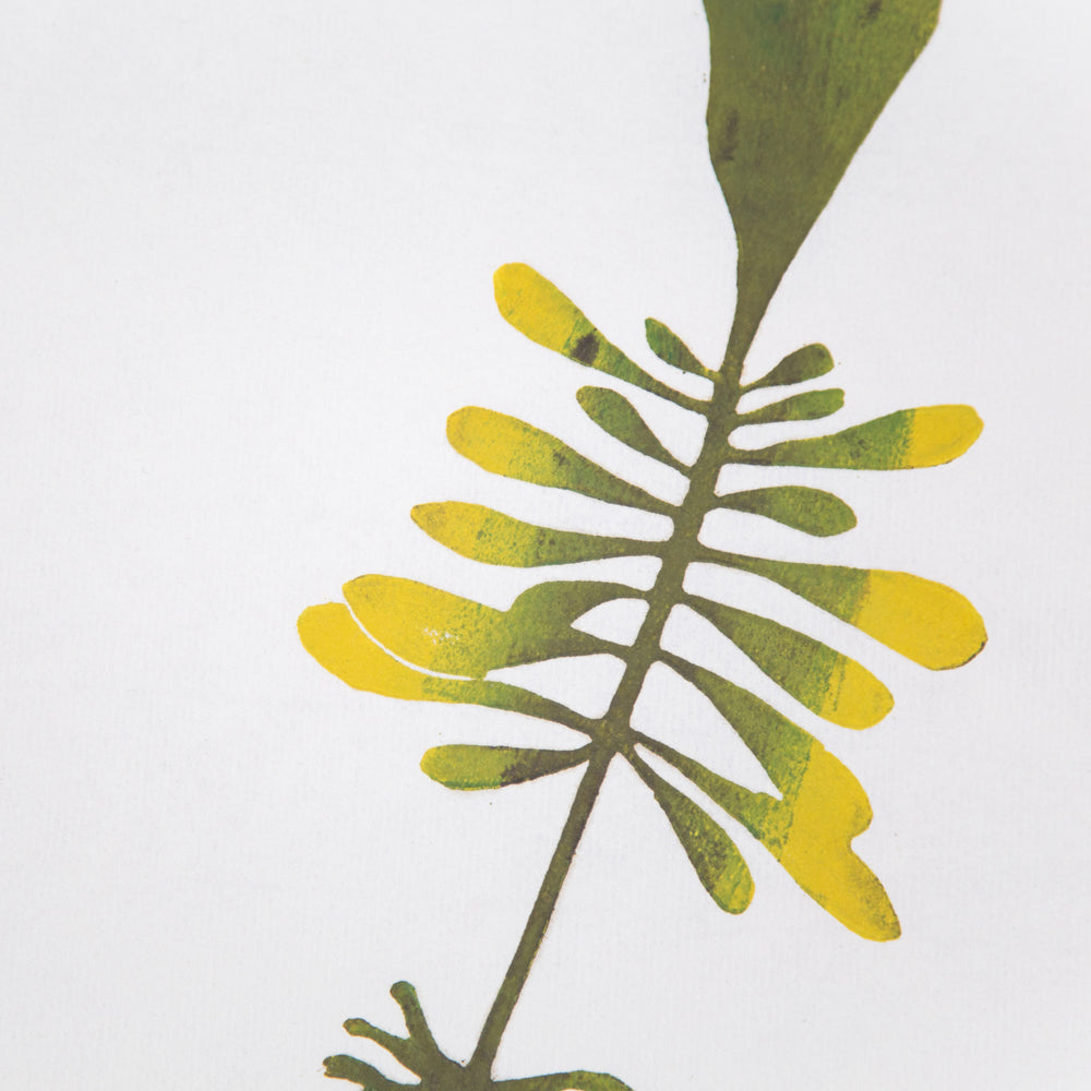 Atlantic Wakame