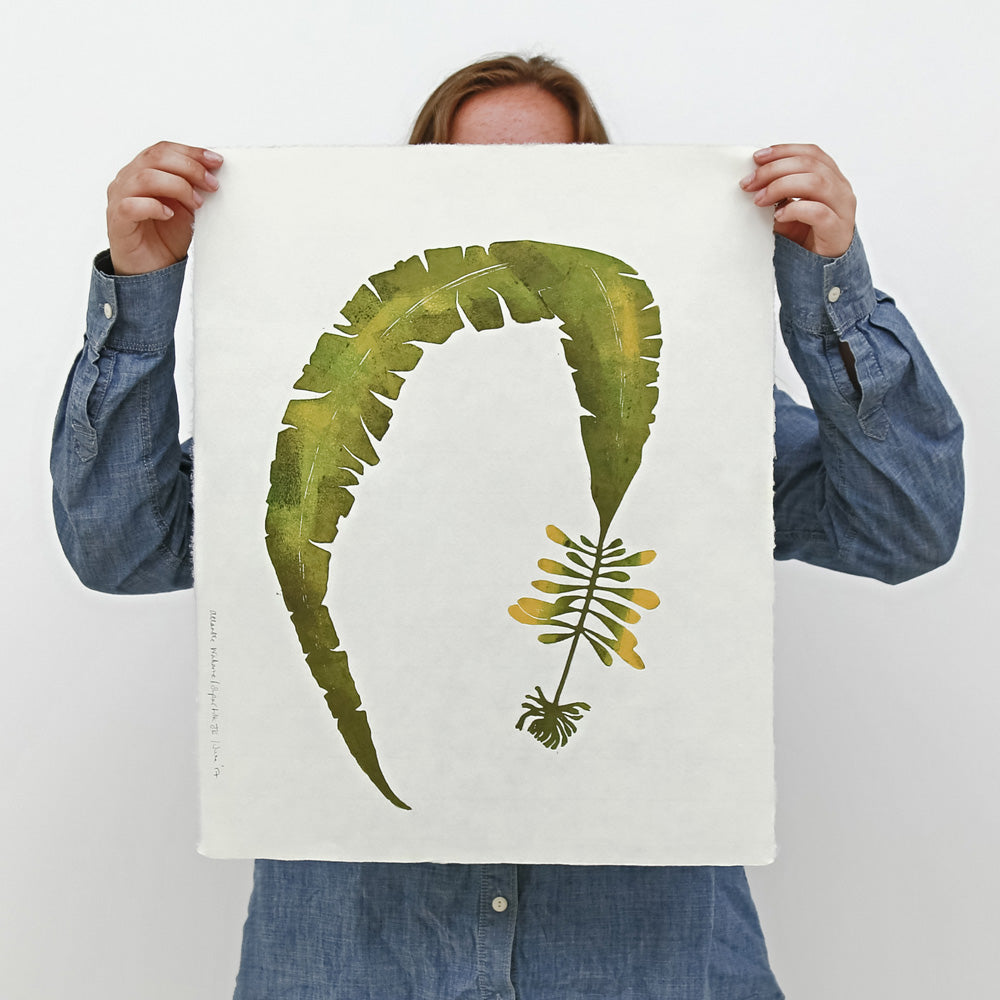 Atlantic Wakame