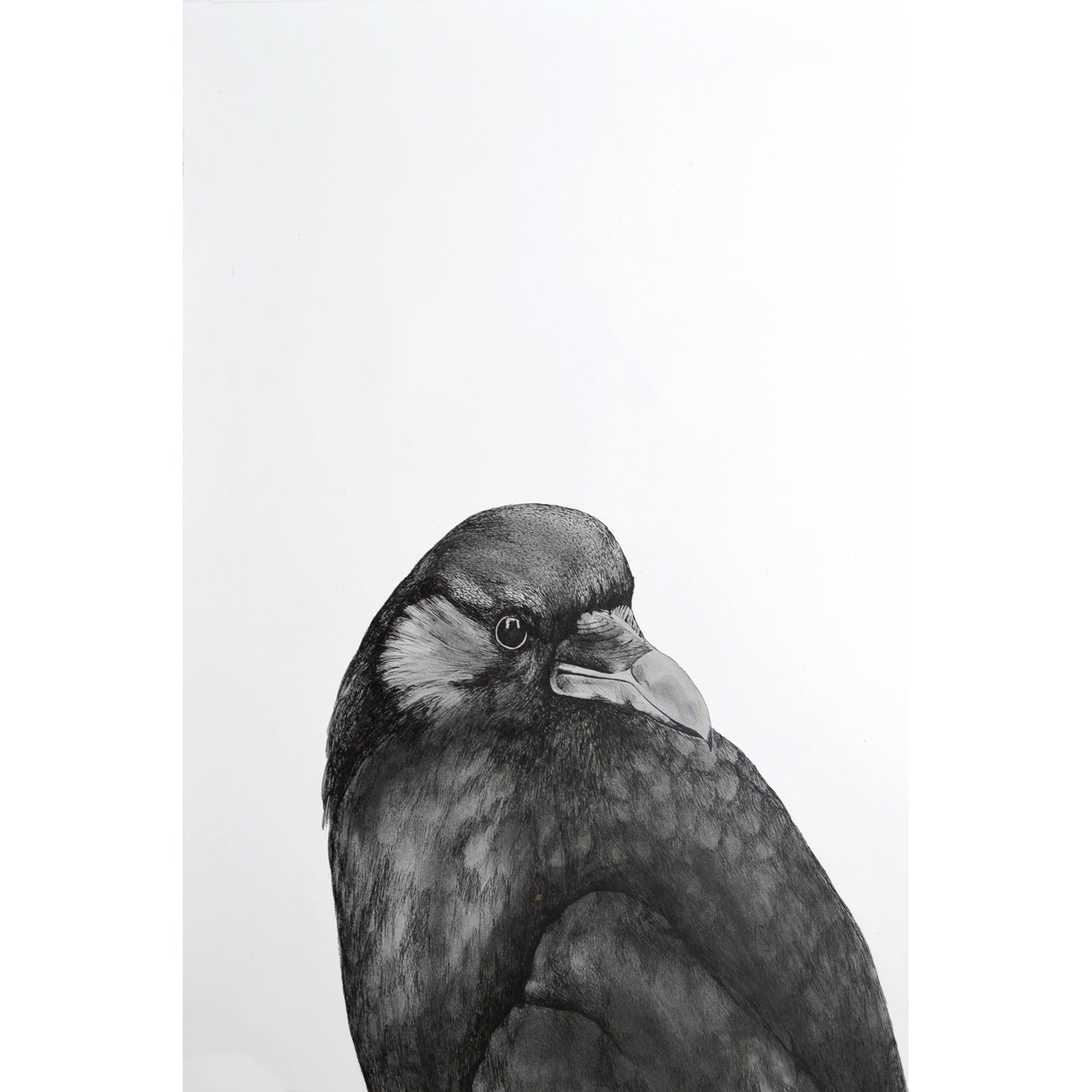 Crow III - Kobi & Teal
