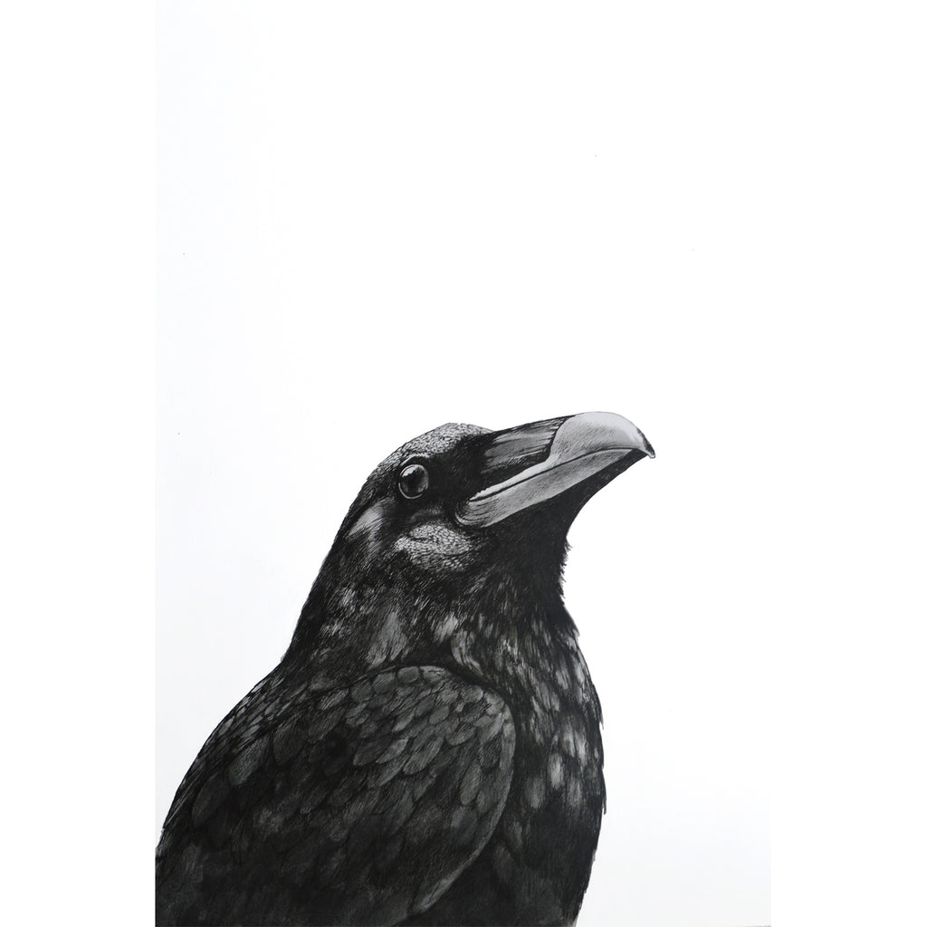 Crow I - Kobi & Teal