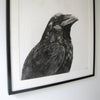 Crow I - Kobi & Teal
