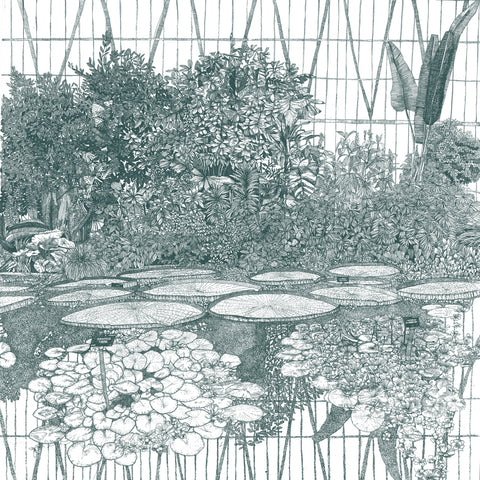 Greenhouse-waterlily